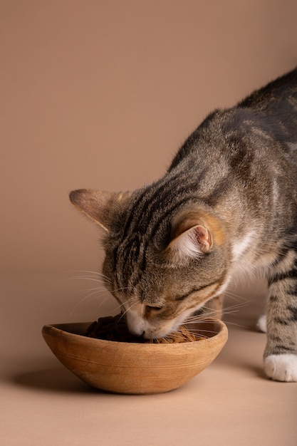 Vista del gatto che mangia cibo da una ciotola