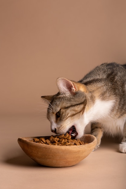 Vista del gatto che mangia cibo da una ciotola