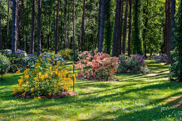 Vista del giardino del rododendro con fiori gialli arancioni e viola all'ombra di una pineta