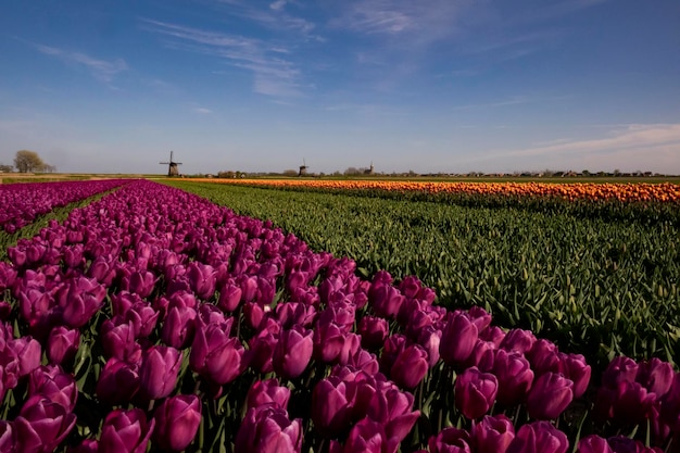 Vista del letto di fiori