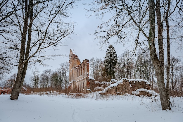 Vista del maniero abbandonato dal parco. Le rovine della vecchia casa padronale, giornata invernale di neve. Rovine del maniero Vecmoku. Lettonia.