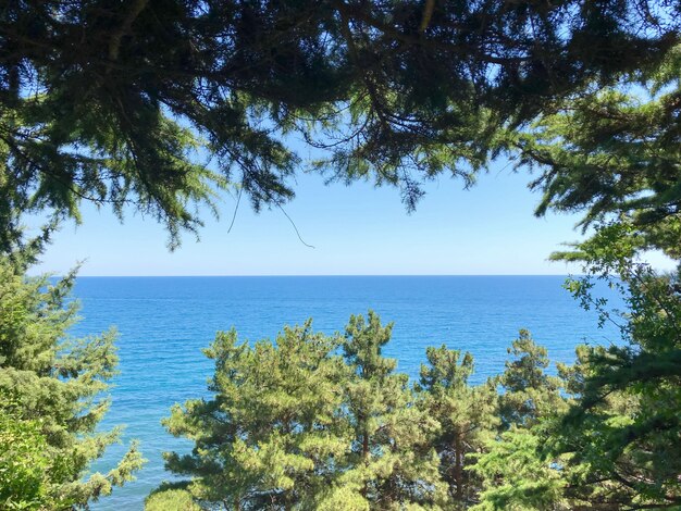 Vista del mare blu attraverso i rami degli alberi in una giornata di sole estivo