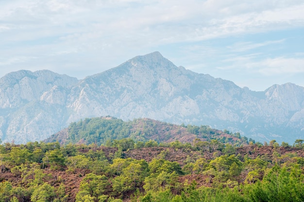 Vista del monte Tahtali (Lycian Olympus) in Turchia, il paesaggio della tipica macchia mediterranea arbustiva su un primo piano