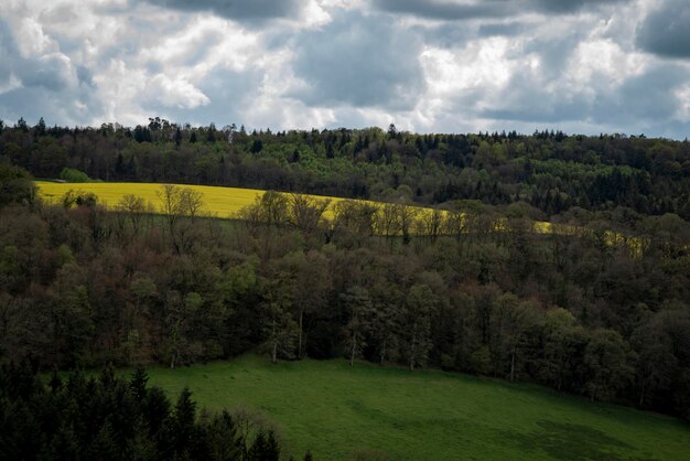 Vista del paesaggio con campo verde foresta e giallo