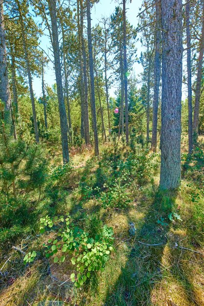 Vista del paesaggio del verde lussureggiante e della remota foresta di conifere nella riserva naturale ambientale Abeti di pino o cedri che crescono in tranquilli boschi di prati in Germania Coltivazione di piante di resina e legno