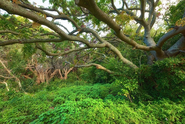 Vista del paesaggio della lussureggiante foresta pluviale verde con alberi a baldacchino che crescono spontaneamente a Oahu Hawaii USA Ecosistema scenico di fitte piante cespugli e arbusti nella foresta di giungla di conservazione remota o nei boschi naturali