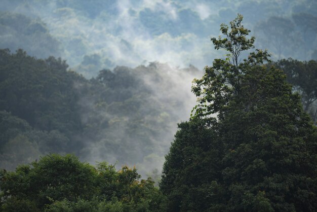 Vista del paesaggio della natura della foresta pluviale tropicale, parco nazionale di Khao Yai, Tailandia