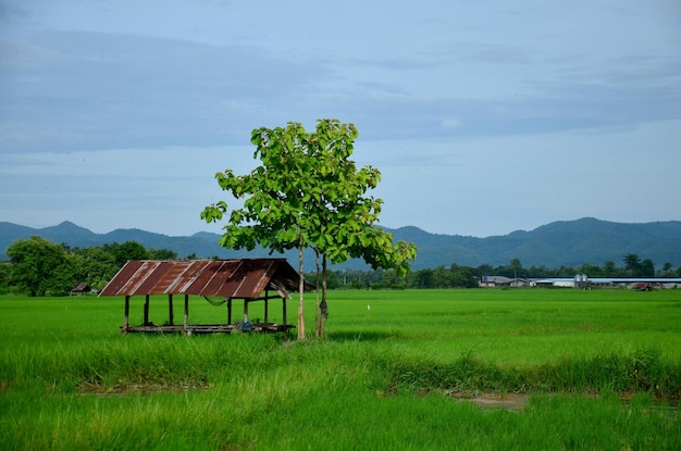 Vista del paesaggio della risaia o del campo di riso e della capanna al mattino a Phrae Thailandia