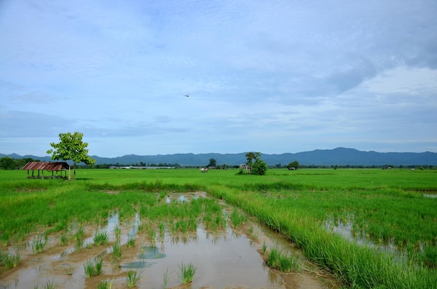 Vista del paesaggio della risaia o del campo di riso e della capanna al mattino a Phrae Thailandia