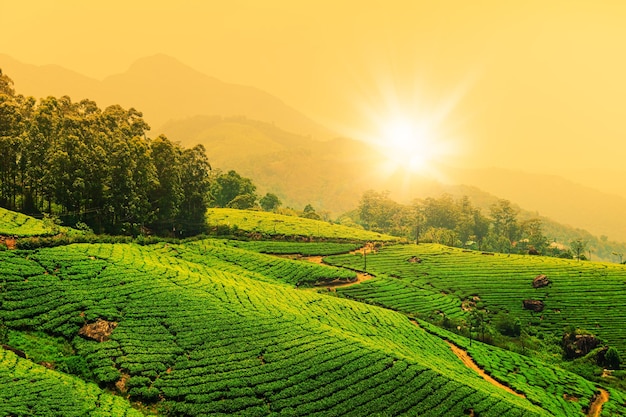 Vista del paesaggio di una piantagione di tè al tramonto Munnar Kerala State India