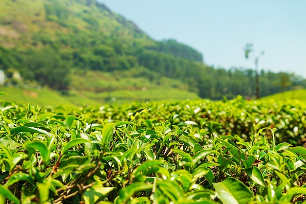 Vista del paesaggio di una piantagione di tè Munnar Kerala IndiaxA