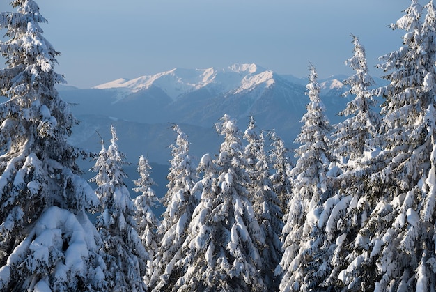 Vista del picco di montagna nella neve. Paesaggio invernale con bosco di abeti rossi. Giornata gelida di sole