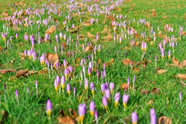 Vista del prato pieno di fiori di croco, paesaggio paesaggio