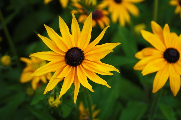 Vista del primo piano del fiore giallo di rudbeckia dall'alto