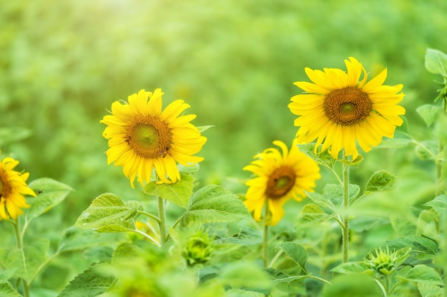 Vista del primo piano del fondo dell&#39;erba verde dei campi di girasole.