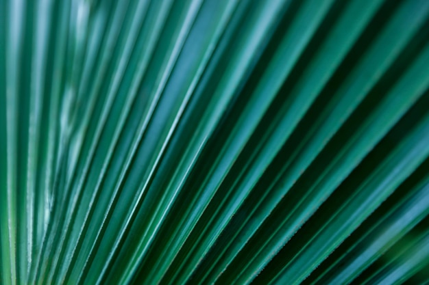 Vista del primo piano della foglia verde tropicale come sfondo