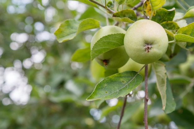 Vista del primo piano della mela acerba verde sull'albero nel giardino nel giorno d'estate