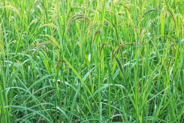 Vista del primo piano della risaia nelle terrazze del riso