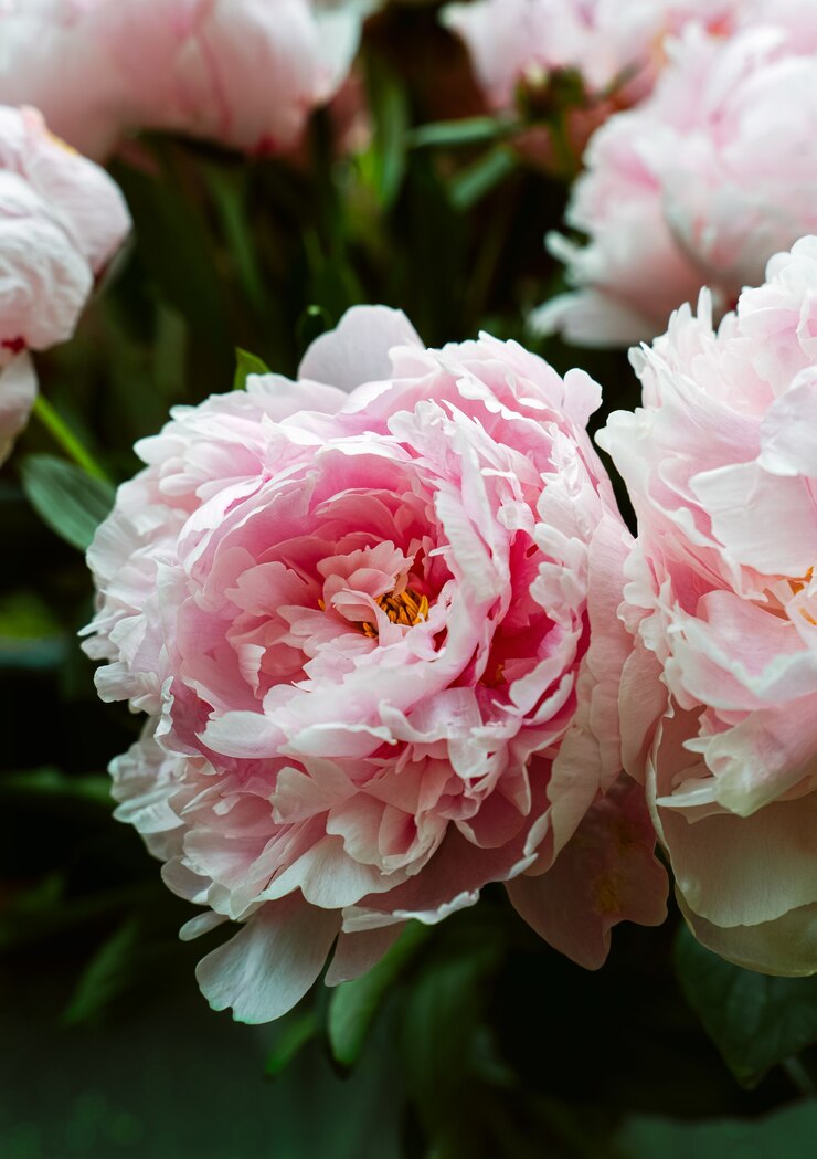 Foto vista del primo piano delle peonie rosa in bouquet.