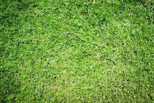 Vista del primo piano di struttura del fondo dell&#39;erba verde.