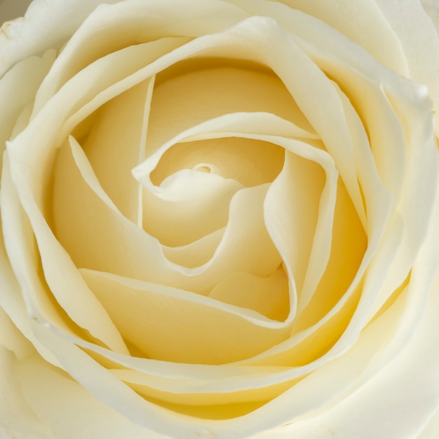 Vista del primo piano di una rosa bianca come fondo