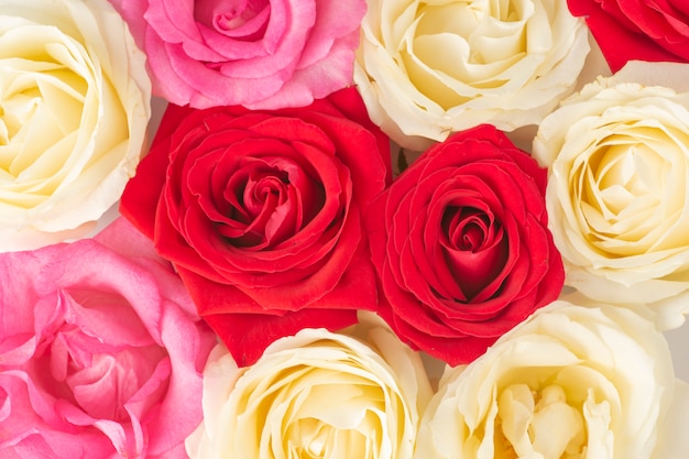 Vista del primo piano superiore di un gruppo di sfondo di rose rosse, bianche e rosa