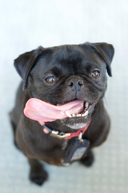 Vista del ritratto ad alto angolo del pug nero mentre tira fuori la lingua