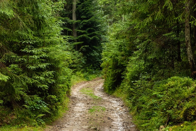 Vista del sentiero nel bosco Foresta di abeti Paesaggio forestale