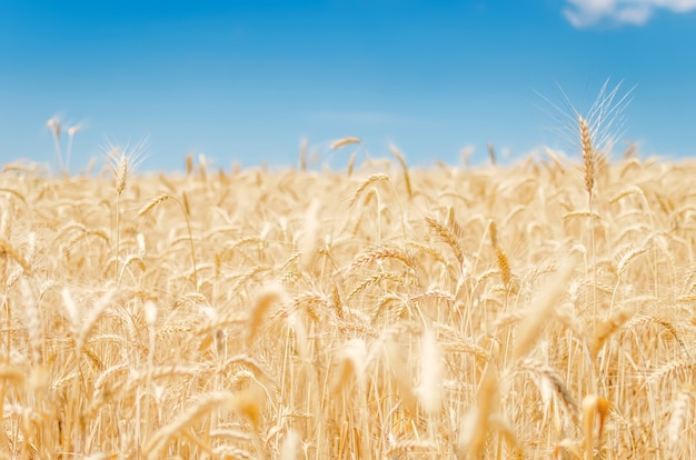 Vista del withgrain del campo agricolo pronto per il raccolto