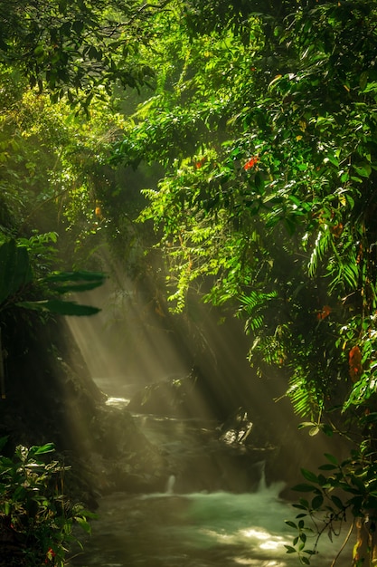 Vista dell'acqua del fiume al mattino con il sole con foglie verdi nella foresta tropicale indonesiana