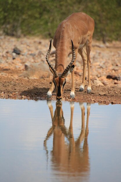 Vista dell'acqua potabile degli animali