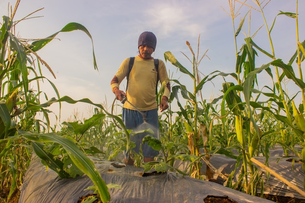 Vista dell'agricoltore al lavoro che spruzza al mattino una pianta di mais in crescita