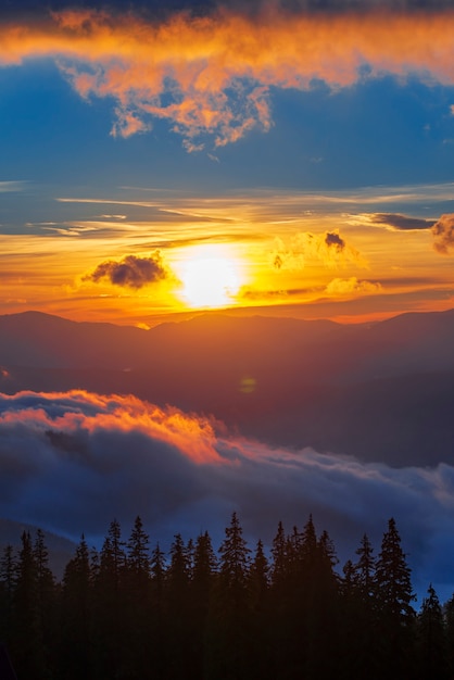 Vista dell'alba mozzafiato nella foresta di conifere. Sagome di abeti con cielo magico sullo sfondo. Concetto di bellezza della natura.