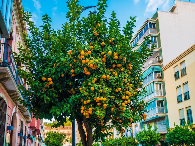 Vista dell'albero di mandarino in un cielo blu.