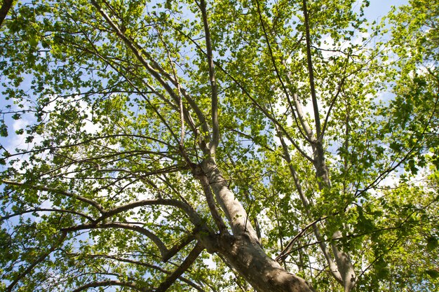 vista dell&#39;albero foglia