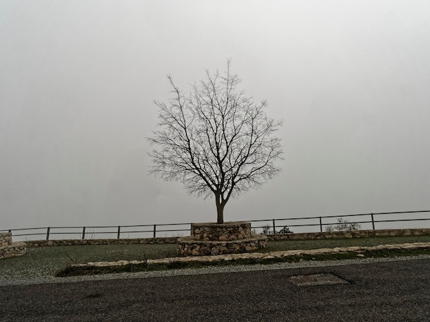 Vista dell'albero morto con uno sfondo nebbioso