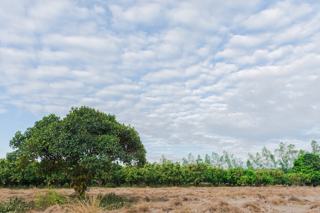 vista dell&#39;albero naturale