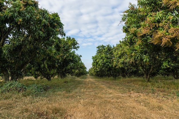 vista dell&#39;albero naturale