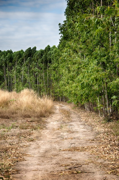 vista dell&#39;albero naturale