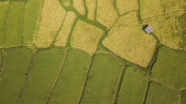 Vista dell&#39;angolo alto del campo in Tailandia