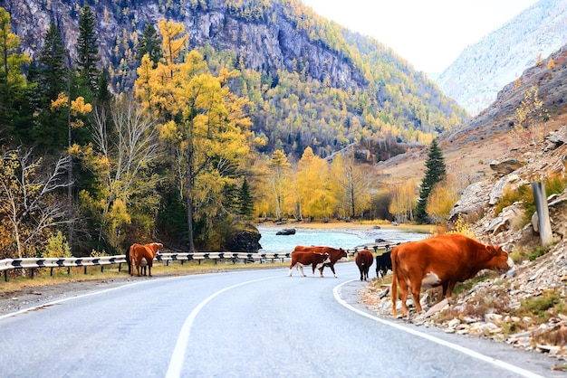 vista dell'autostrada autunnale, paesaggio di viaggio in libertà