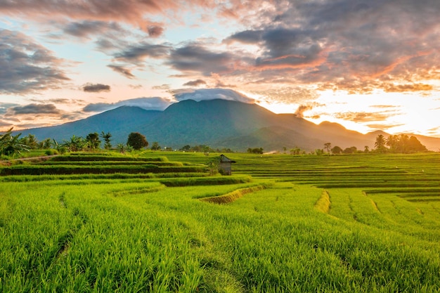 Vista dell'Indonesia al mattino vista delle risaie gialle e delle montagne all'alba