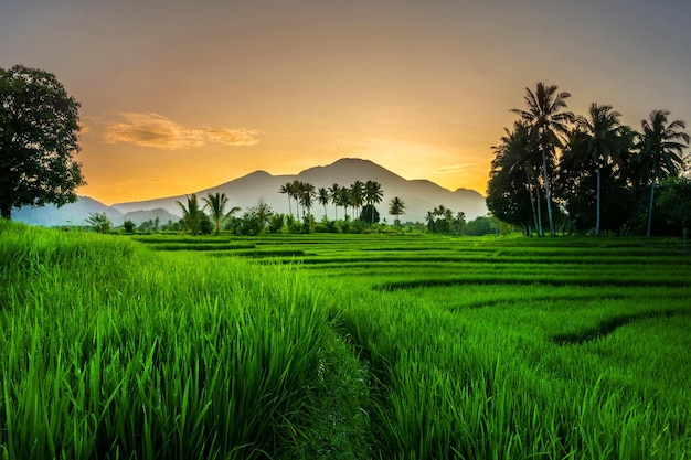 Vista dell'Indonesia nell'atmosfera mattutina del villaggio delle risaie verdi