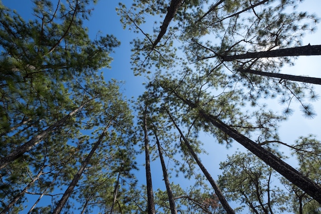 Vista dell&#39;ombrello della foresta dell&#39;albero di pino in cielo blu luminoso. Sfondo naturale