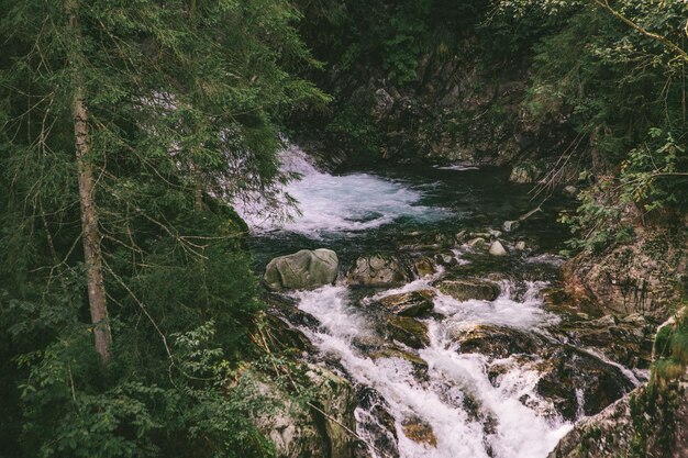 Vista della cascata nella foresta