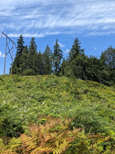 Vista della cintura verde con alberi, cespugli ed erbe