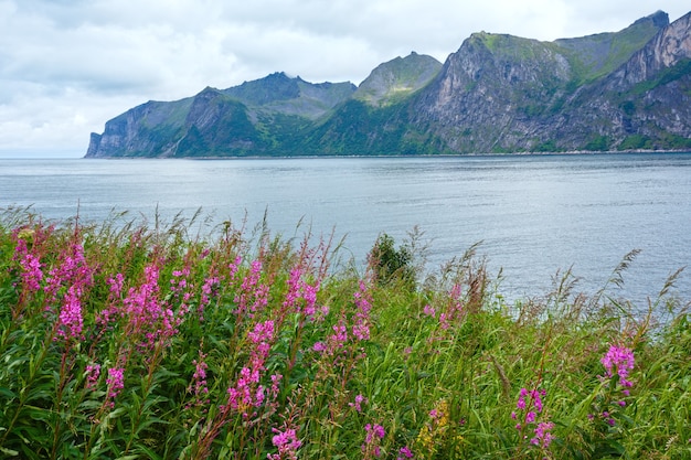 Vista della costa di Senja di estate (Norvegia) e fiori rosa nella parte anteriore. Tempo nuvoloso.