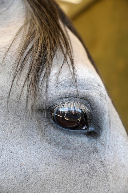 Vista della criniera della testa e dell'occhio di un cavallo spagnolo bianco