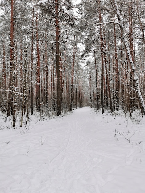 Vista della foresta di abete rosso invernale con una strada Paesaggio invernale Alberi innevati