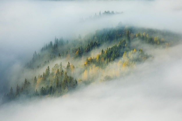 Vista della foresta nella nebbia montagne dei Carpazi Ucraina